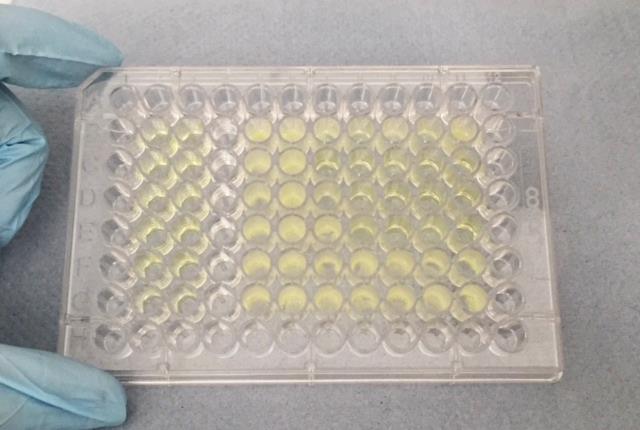 BDG fungal assay plate.jpg