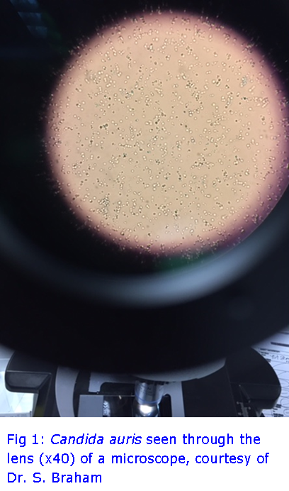 candida fig 1.png