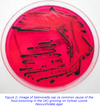 bacteria pathogens.png