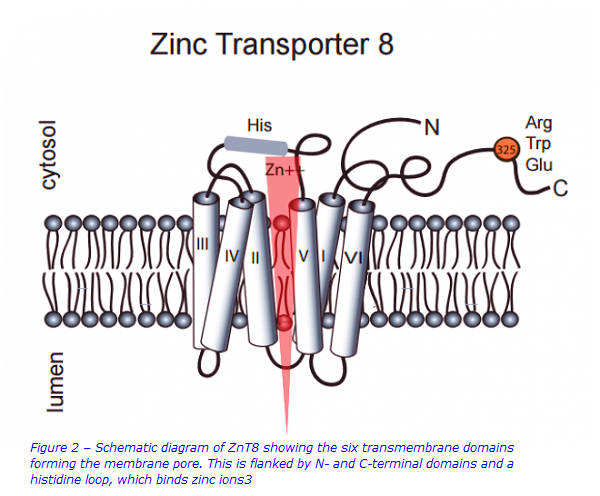 schematic diagram website.png